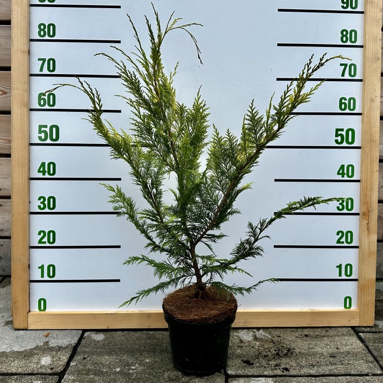 Cypruštek Lawsonov (Chamaecyparis lawsoniana)  ´STEWARTII´ - výška 60-90 cm, kont. C3L